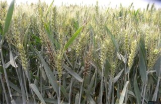 小麦死穗原因及防治措施,第2图