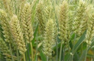 小麦空穗的原因及解决措施,第5图