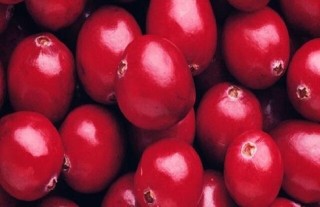 蔓越莓的种植技术与条件,第3图