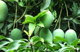 芒果高产种植技术,第5图