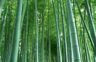 竹子的象征意义,第1图