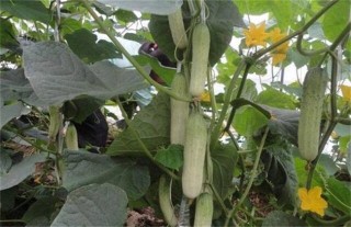 黄瓜连续结瓜的种植技巧,第1图