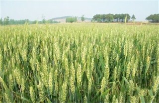 小麦种植的注意事项,第1图