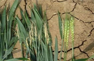 小麦死穗原因及防治措施,第5图