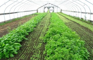 蔬菜大棚种植技术,第3图
