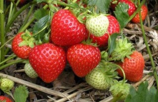 种草莓用什么肥料好？,第1图
