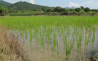 关于水稻种植生长后期的管理方法,第2图