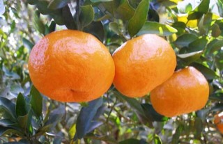 柑橘的产地分布,第1图