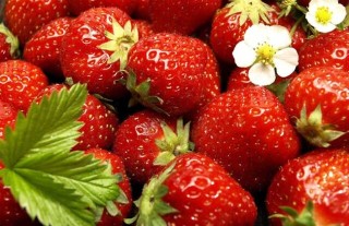 草莓无土栽培技术(3),第4图