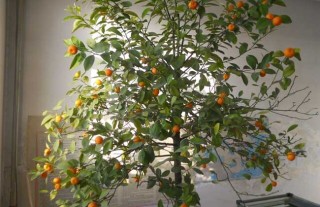 盆栽橘子树怎么养？(2),第3图
