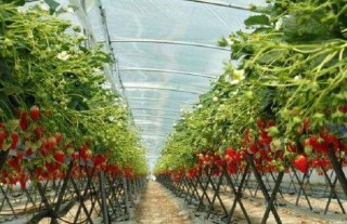 草莓科学大棚种植技术,第3图