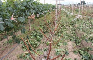 夏黑葡萄种植管理技术,第3图