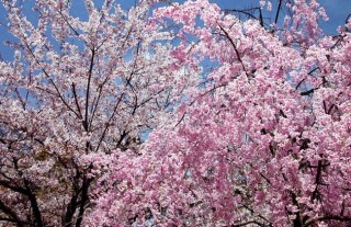 樱花树种植技术,第3图