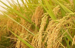 水稻齐穗期的管理方法,第3图