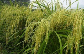 粳米种植技术,第1图