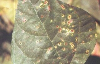 扁豆常见病虫害防治方法,第1图