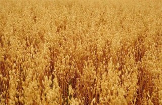 燕麦的田间管理,第3图