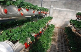 草莓科学大棚种植技术,第2图