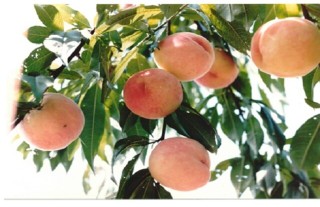 如何提高水蜜桃的产量,第1图