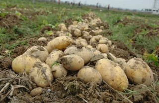 怎样提高马铃薯种植效益,第1图