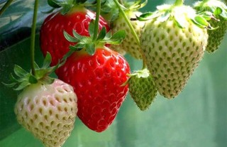 草莓无土栽培技术,第1图