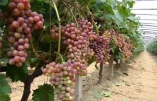 葡萄的栽培技术要点,第2图