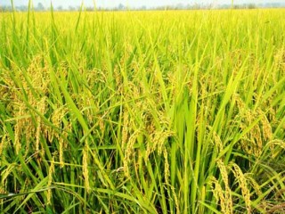 水稻生长特性及对环境的要求,第5图