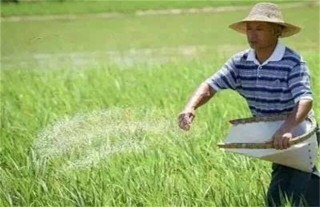 水稻氮肥施用过多处理方法,第3图