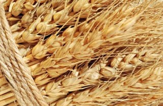 小麦什么时候传入中国的？,第4图