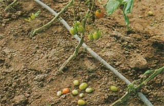 番茄的落花落果原因及预防措施,第1图