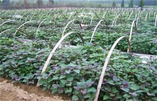 紫薯种植的注意事项,第2图