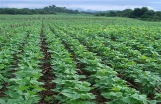 黑豆种植注意事项,第3图