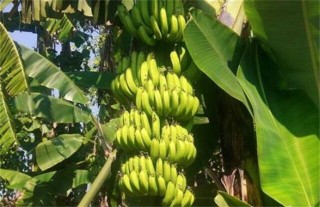 香蕉种植的注意事项,第5图