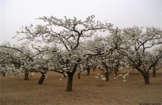 梨树花期如何管理？梨树的花期管理技术,第2图