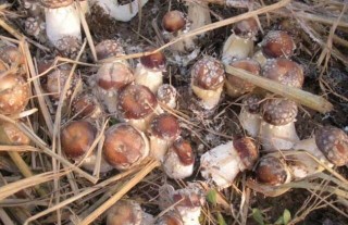 大球盖菇栽培技术,第3图