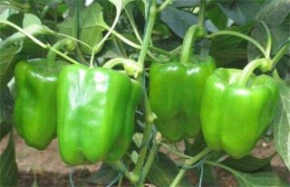 甜椒的种植时间与方法,第2图