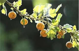 鹅莓的种植技术,第5图