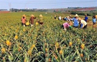 菠萝的高产种植技术,第4图