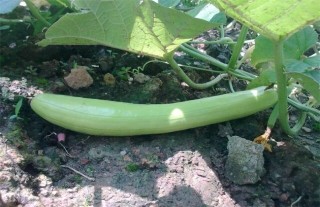 白瓜的种植方法,第1图