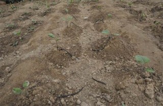 茄子灌溉技术,第2图