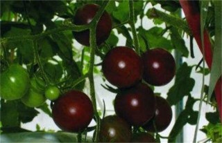 黑番茄的种植方法,第4图