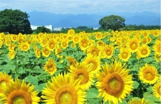 向日葵种植需要的条件,第4图