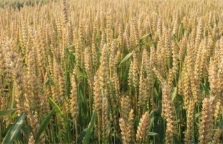 小麦有穗无籽的防治措施,第3图