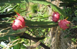 火龙果种植条件,第5图