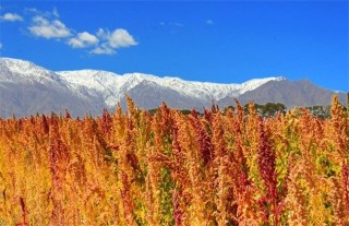 藜麦的种植条件,第1图