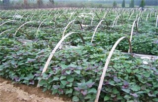 紫薯的种植技术,第4图