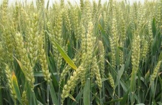 小麦种植的注意事项,第3图