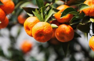 橘子树的种植技术,第1图