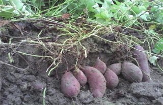 紫薯对生长环境的要求,第5图