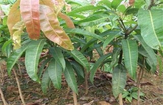 芒果的种子育苗技术,第1图